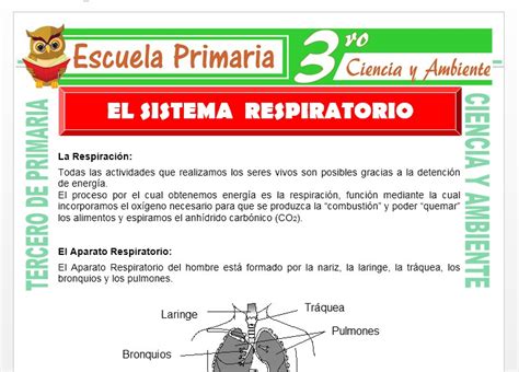 Que es el Sistema Respiratorio para Tercero de Primaria – Escuela Primaria