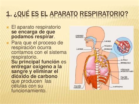 Que Es El Sistema Respiratorio   SEONegativo.com