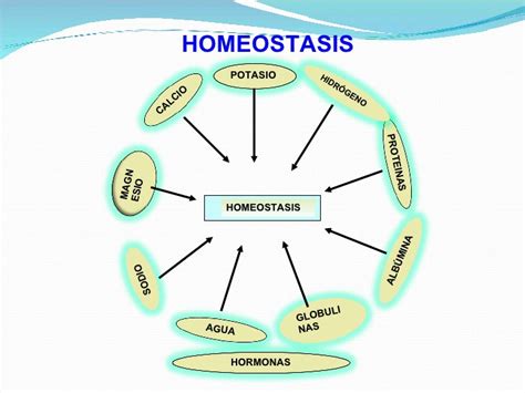 ¿Qué es homeostasis?   Fácilpedia!
