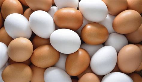 ¿Qué es Huevo? » Su Definición y Significado [2020]