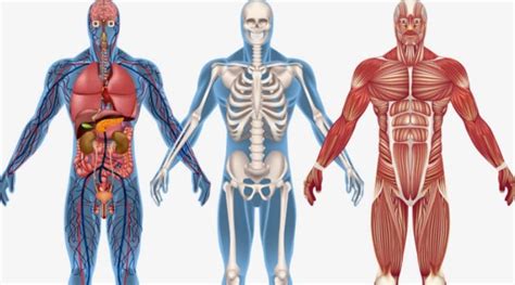 ¿Qué es la anatomía humana?   Seres Pensantes