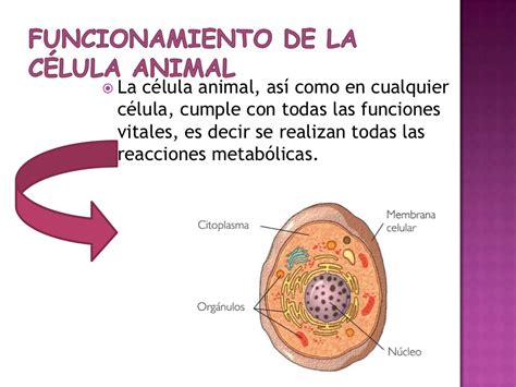 Que Es La Celula Animal   SEONegativo.com
