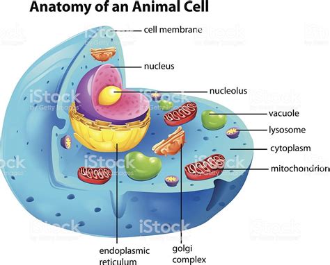 ¿Qué es la célula animal?   Acerca de