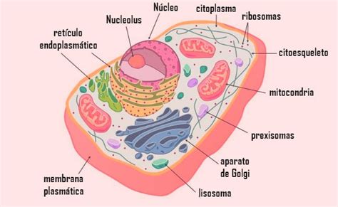 ¿Qué es la célula animal? — Estructura, partes y funciones