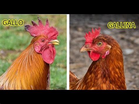 ¿Qué es la diferencia entre un gallo y una gallina? | Actualizado ...