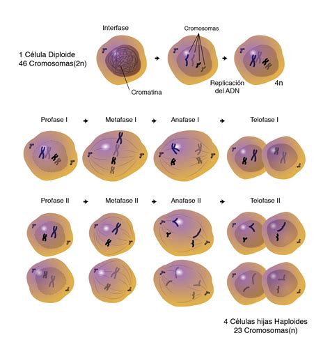 Que Es La Division Celular Por Mitosis   Consejos Celulares