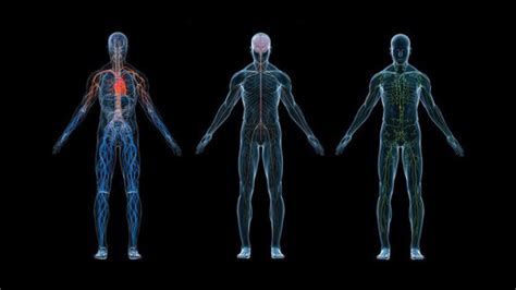 ¿Qué es la Fisiología? Historia y bases teóricas y prácticas