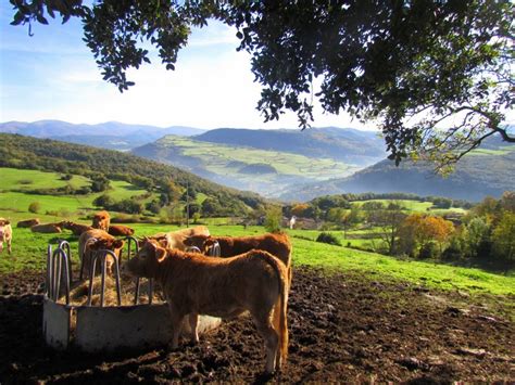 ¿Qué es la ganadería ecológica y por qué deberías apostar ...