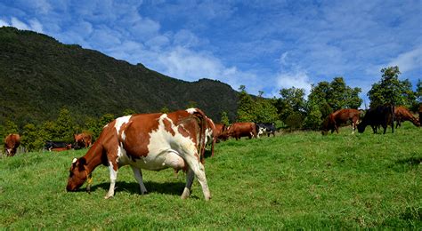 ¿Qué es la ganadería orgánica? | CONtexto ganadero ...