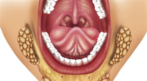¿Qué es la glándula sublingual y cuál es su función?   Estudi Dental ...