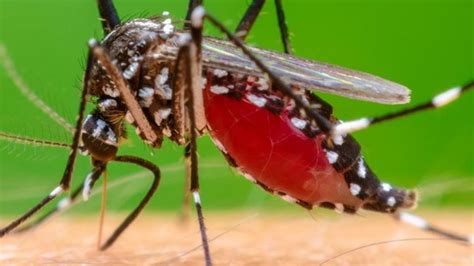 ¿Qué es la malaria, cómo se contagia y cuáles son los síntomas? | Tele 13