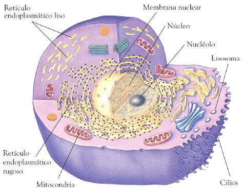 ¿Qué es la mitocondria y cuáles son sus funciones?   Como ...