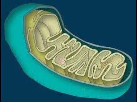 Que es la mitocondria y su función. [HD]   YouTube