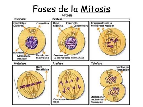 ¿Qué es la mitosis? Fases de la mitosis