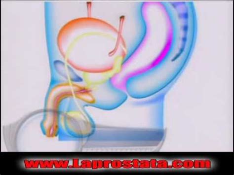 Que es la Próstata| cómo Funciona la Prostata| Hiperplasia ...