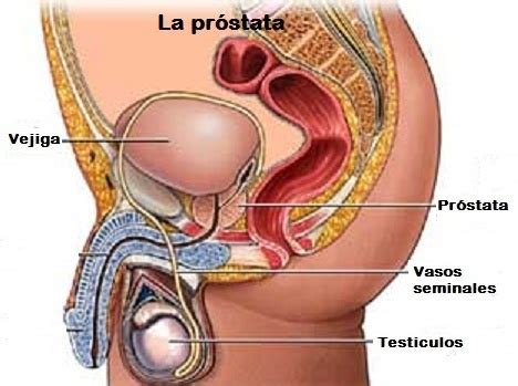 ¿Qué es la próstata y qué enfermedades pueden conducir a ...