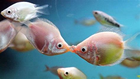 ¿Qué es la reproducción de los peces y cómo se rige?   Portalkad