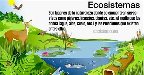 Qué es un ecosistema  para niños    Ecosistemas