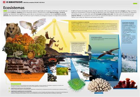 ¿Qué es un ecosistema? Infografía