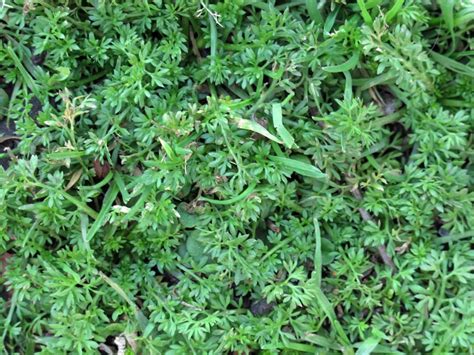 ¿Qué es un herbicida hoja ancha? | Jardinedia