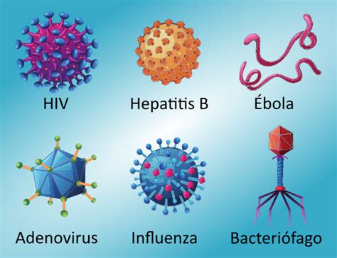 ¿Qué es un Virus? Definición y Características   Aprendí Hoy