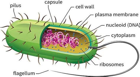 ¿Qué es una célula procariota? | La respuesta de Trivia ...
