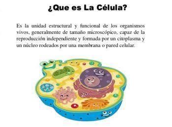¿Qué es una célula?   Brainly.lat