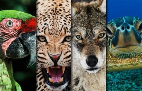 ¿Qué es una especie? | biologia14vida