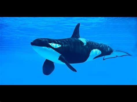 ¿QUE ES UNA ORCA? SW 05   YouTube