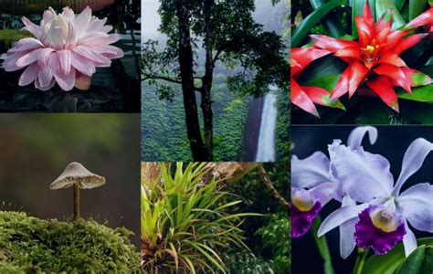 ¿Que especies de flora exotica encontramos en el Amazonas ...