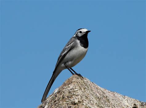 Qué especies de pájaros podemos atraer   Para Pájaros