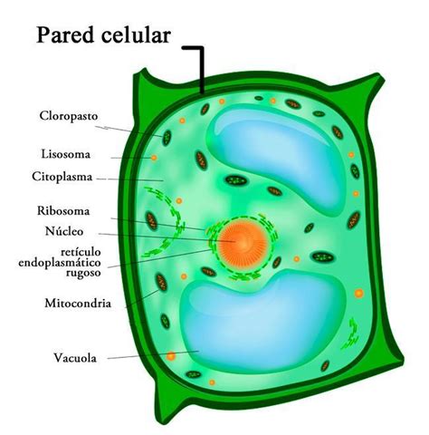 Que estructura celular confiere rigidez ala celula vegetal ...