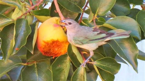 ¿Qué frutas puede comer tu pájaro doméstico?