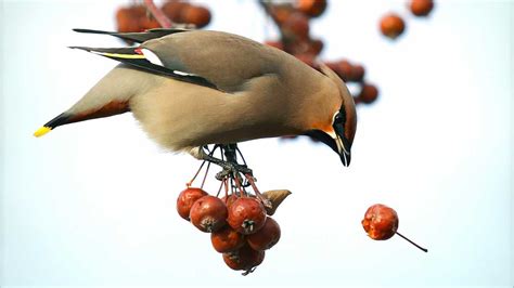 ¿Qué frutas puede comer tu pájaro doméstico?