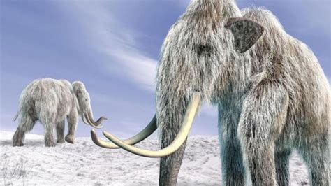 ¿Qué fue lo que realmente barrió a los mamuts de la Tierra? | Tele 13