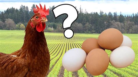 Que fue primero el huevo o la gallina  respuesta real ...