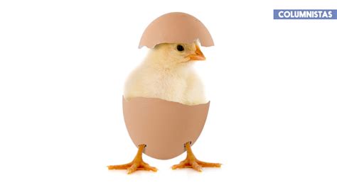 ¿Qué fue primero, el huevo o la gallina? | RevistaMoi