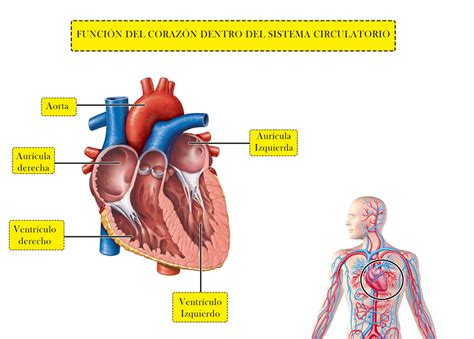 ¿Qué función cumple el corazón en el sistema circulatorio?