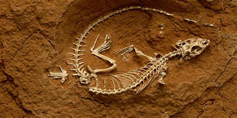 ¿Que hace un departamento de paleontologia? ⋆ IVCR.es