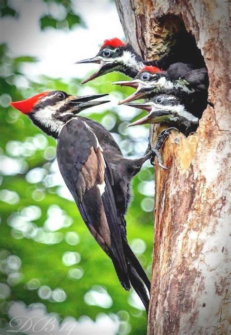¿Qué Hacer, Pájaros Carpinteros Ingerir? | Woodpecker, Pretty birds ...