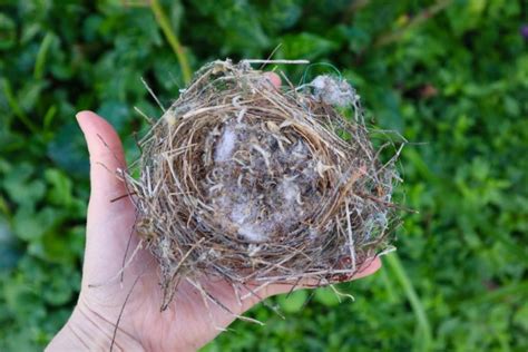 Qué hacer si nos encontramos un pájaro bebé que se ha caído del nido