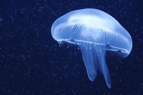 ¿Qué hago si me pica una medusa? | Hora 14 Fin de Semana ...