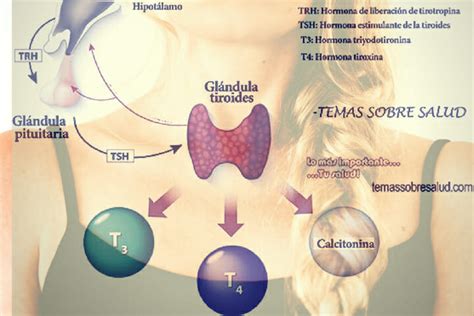 Que hormonas produce la tiroides 1 | La Guía de las Vitaminas