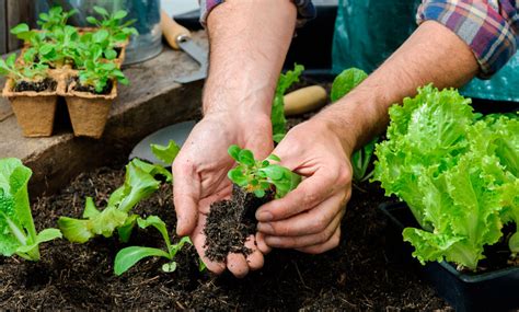 ¿Qué hortalizas elegir para tu huerto urbano? | Frutas Olivar