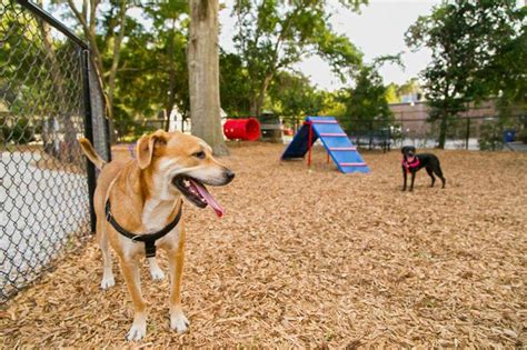 ¿Qué juegos puedes realizar con tu mascota cuando estás en el parque ...