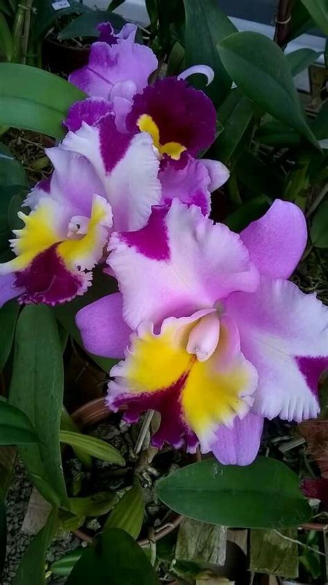 Que linda orquídeas | Orquideas | Flores bonitas, Flores ...