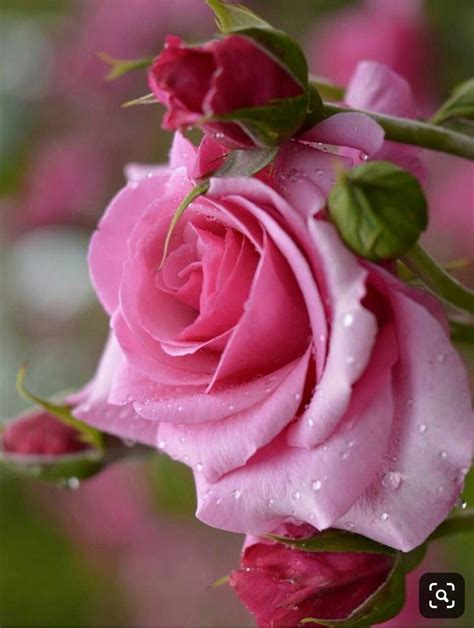 Que Lindas!! | Rosas bonitas, Flores bonitas, Imágenes de flores hermosas