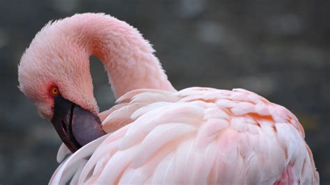 ¿Qué necesita para vivir el flamenco rosa? – La Loteria Nvidad