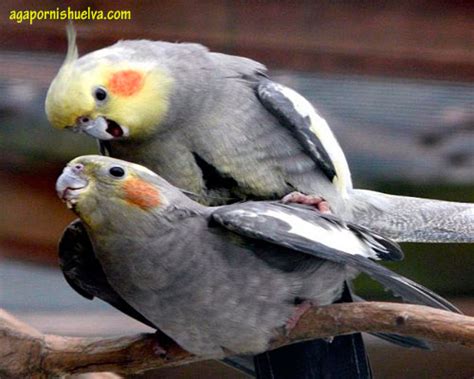 ¿Qué pájaro es el ideal para tener de mascota? | Agapornis ...