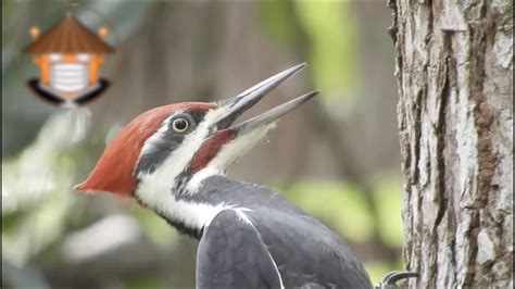 Qué Pasa Con Los Pájaros Carpinteros   YouTube